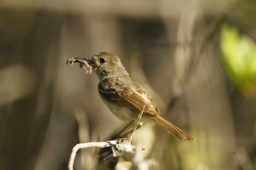 Galapagos Flycatcher (Myiarchus magnirostris), photo 9