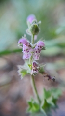 Stachys rigida quercetorum