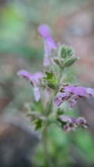 Stachys rigida quercetorum
