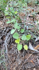 Stachys rigida quercetorum
