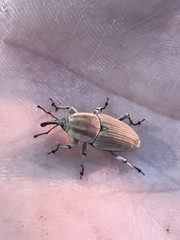 Sphenophorus aequalis