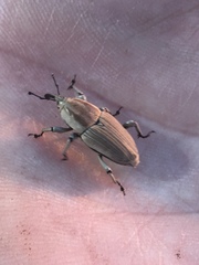 Sphenophorus aequalis