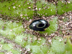 Psylliodes chalcomera