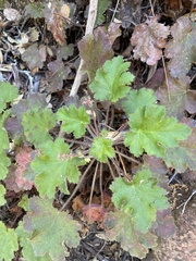 Heuchera maxima