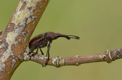 Rhynchites auratus