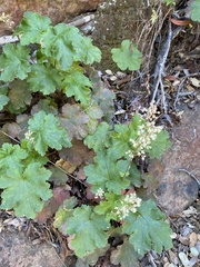 Heuchera maxima
