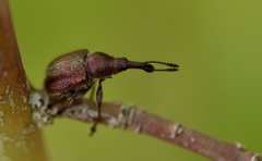 Rhynchites auratus