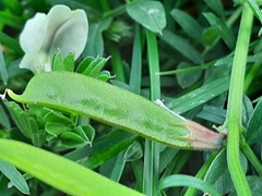 Vicia grandiflora