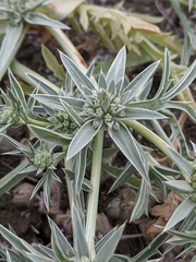 Eryngium pendletonense