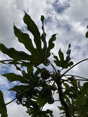 Fatsia