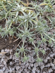 Eryngium pendletonense