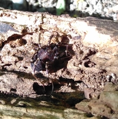 Egaenus convexus