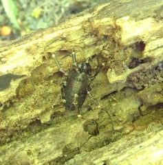 Egaenus convexus