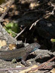 Sceloporus occidentalis becki