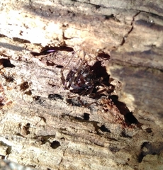 Egaenus convexus