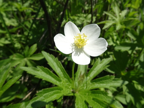 Anemonastrum canadense