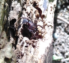 Egaenus convexus