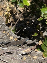 Sceloporus occidentalis becki