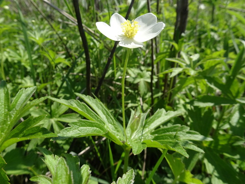 Anemonastrum canadense