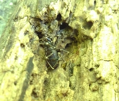 Egaenus convexus