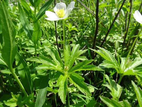 Anemonastrum canadense
