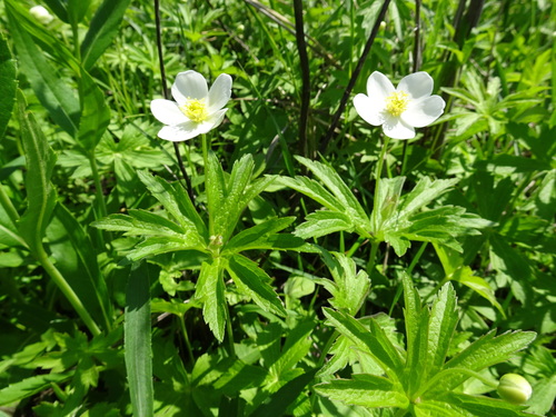 Anemonastrum canadense