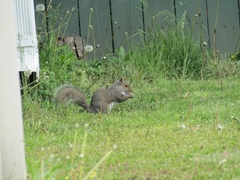 Sciurus carolinensis