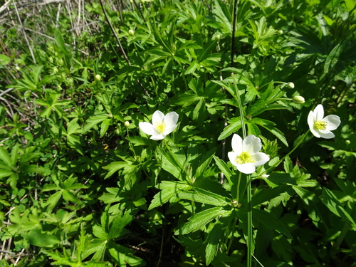 Anemonastrum canadense