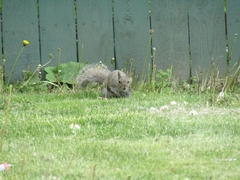Sciurus carolinensis