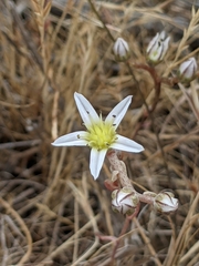 Dudleya blochmaniae blochmaniae
