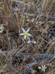 Dudleya blochmaniae blochmaniae