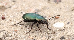 Poecilus versicolor