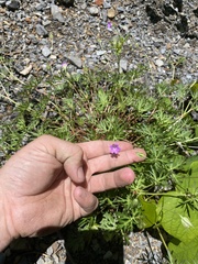 Geranium columbinum
