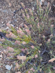 Lavandula viridis