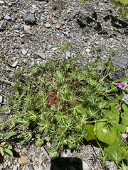 Geranium columbinum