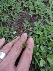 Androsace elongata
