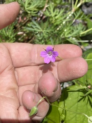 Geranium columbinum
