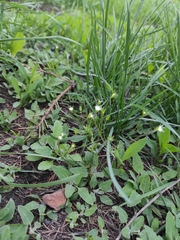 Androsace elongata