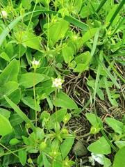 Androsace elongata