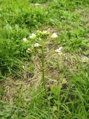 Capsella bursa-pastoris