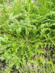 Capsella bursa-pastoris