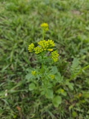 Barbarea vulgaris