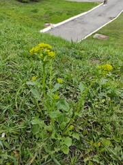 Barbarea vulgaris