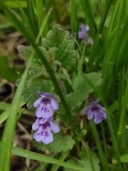 Glechoma hederacea