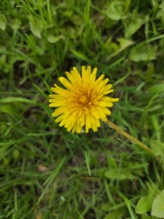 Taraxacum officinale