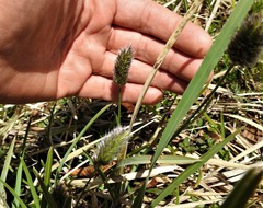 Sesleria