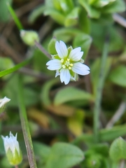 Cerastium semidecandrum