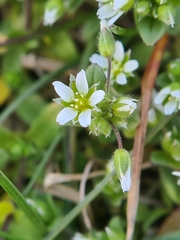 Cerastium semidecandrum