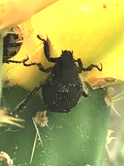 Strigoderma arbicola