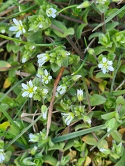 Cerastium semidecandrum